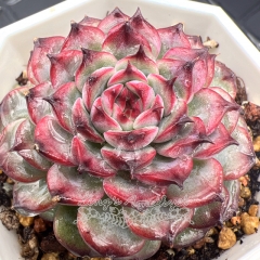 Real & Unique | Echeveria Marcel (Princess Seia)