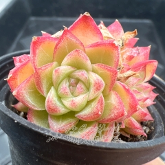 Real & Unique | Echeveria 'red queen'