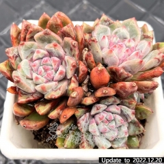 Real & Unique | Echeveria 'Alba Aloha' (blood warbler)