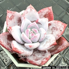 Real & Unique | Echeveria 'sang a'