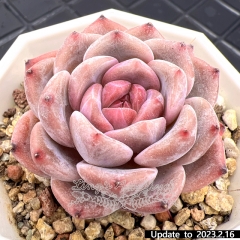 Real & Unique | Echeveria 'ice soul'