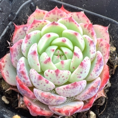 Real & Unique | Echeveria 'Begonia'