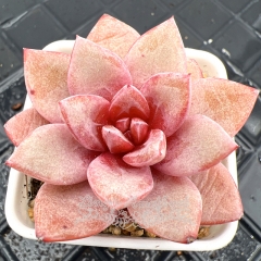 Real & Unique | Echeveria 'German champagne'