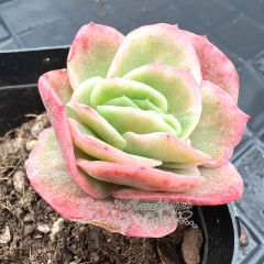 Real & Unique | Echeveria 'Ice Rose' variegata