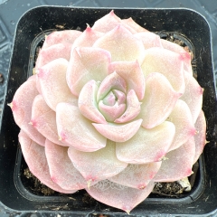 Real & Unique | Echeveria 'Milk Candy'