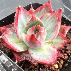 Real & Unique | Echeveria Casio Variegata (small size)