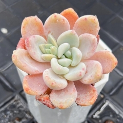 Real & Unique | Echeveria 'Snow peach'