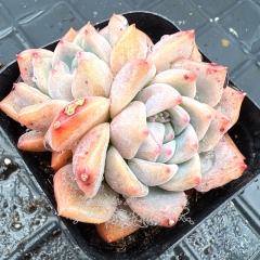 Real & Unique | Echeveria 'fantasy ice'