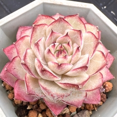 Real & Unique | Echeveria 'Queen'