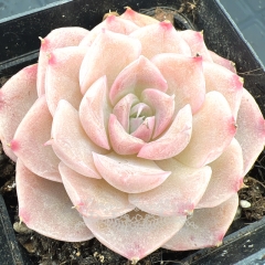 Real & Unique | Echeveria 'Milk Candy'