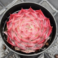 Real & Unique | Echeveria 'Sky World' × Echeveria 'Red Velvet'