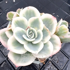 Real & Unique | Echeveria 'lemon rose' variegata (Leaves with slight sunburn)