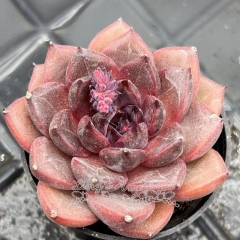 Real & Unique | Echeveria 'Amethyst'/'Purple pomegranate'