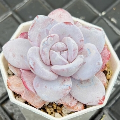 Real & Unique | Echeveria laui Moran & Meyrán