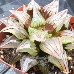 Real & Unique | Haworthia magnifica v.atrofusca