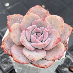 Real & Unique | Echeveria 'Gorgeous snow'