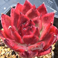 Real & Unique |  Echeveria armstrong