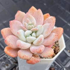 Real & Unique | Echeveria 'Snow peach'