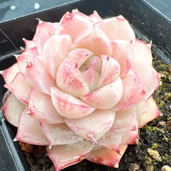 Real & Unique | Echeveria Queen (Peach Blossoms)