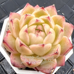 Real & Unique | Echeveria wheat straw