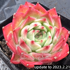 Real & Unique | Echeveria 'Pink enchantress'