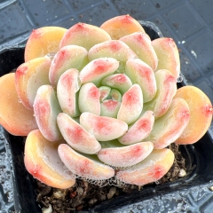 Real & Unique | Echeveria 'Pink Jenny'