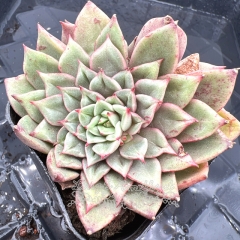 Real & Unique | Echeveria 'Tesla'