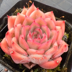 Real & Unique | Echeveria 'Leaf Fairy'