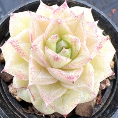 Real & Unique | Echeveria 'White Swan'