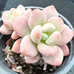 Real & Unique | xGraptosedum 'River Goddess'/'Luo Shen'