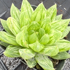 Real & Unique | Haworthia 'fairy glass' variegata