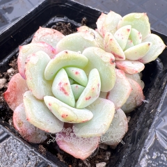 Real & Unique | Echeveria 'snow boat'