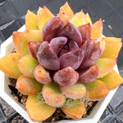 Real & Unique | Echeveria 'purple sugar'