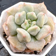 Real & Unique | Echeveria choux cream / cream puff