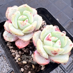 Real & Unique | Echeveria 'snow boat'