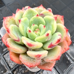 Real & Unique | Echeveria 'Salmon'