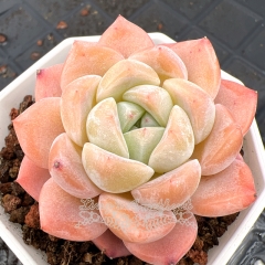 Real & Unique | Echeveria 'Ice Pink'