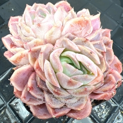 Real & Unique | Echeveria 'moonlight rose'