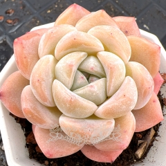 Real & Unique | Echeveria 'Ice Pink'