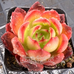 Real & Unique | Echeveria 'red lantern'