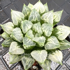 Real & Unique | Haworthia 'Love Hearts'