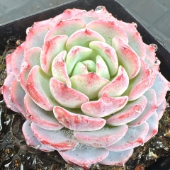 Real & Unique | Echeveria 'Snow Hibiscus'