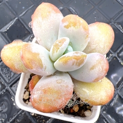 Real & Unique | Pachyphytum cuicatecanum