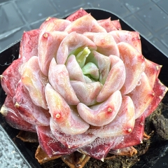 Real & Unique | Echeveria 'Queen Ellie'