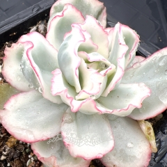 Real & Unique | Echeveria 'Berkeley Light'