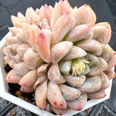 Real & Unique | Echeveria 'Aisha'