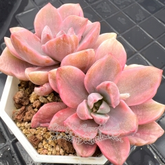 Real & Unique | xGraptoveria 'Gypsy' variegata