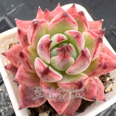 Real & Unique | Echeveria 'Doll'