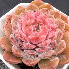 Real & Unique | Echeveria 'Amazing Grace' sp