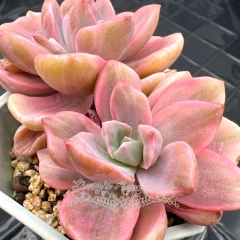 Real & Unique | xGraptoveria 'Gypsy' variegata